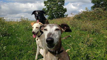 profile picture of Happy Hounds dog training Near Thornbury & secure Dog Walking field In Arlingham In Gloucestershire profile picture