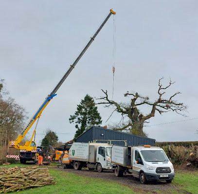 Acer Tree Services