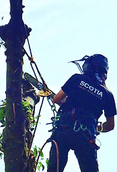 Scotia Tree Services Ltd