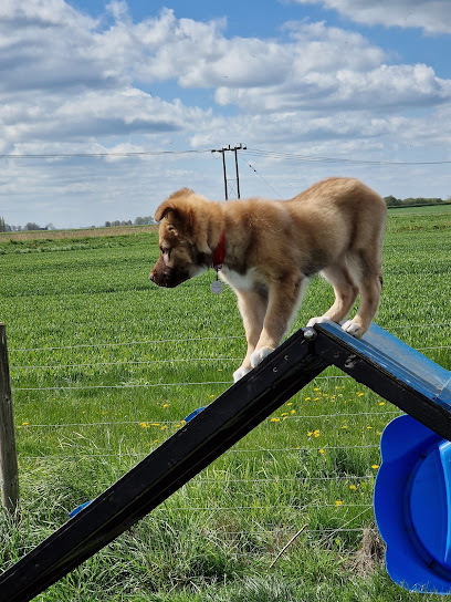 profile picture of Thru' Your Dog's Eyes Training School profile picture