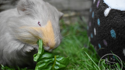 profile picture of Tiny Paws - The Guinea Pig Groomer profile picture