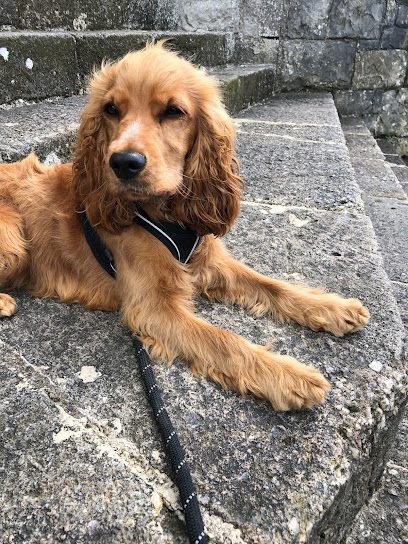 profile picture of Puppy School Lancaster & Morecambe profile picture