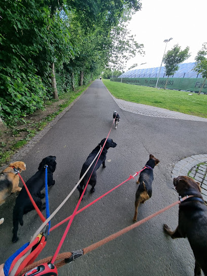 profile picture of lambeg dog walkers