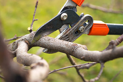 profile picture of Dr Green Tree Surgeon Lisburn profile picture