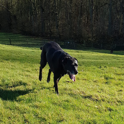 profile picture of Two Tails Dog Walking profile picture