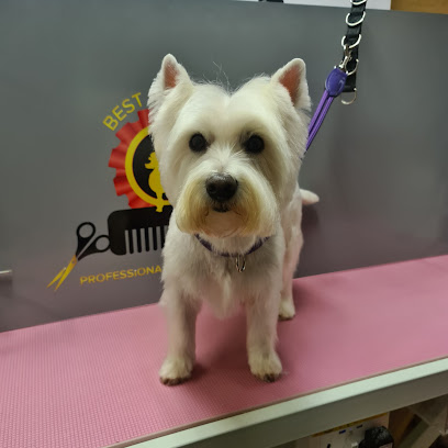 profile picture of Best In Show Maidstone Professional Dog Grooming profile picture