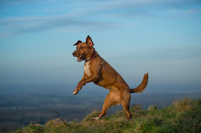 profile picture of Jog My Dog - dog walking and cat sitting profile picture