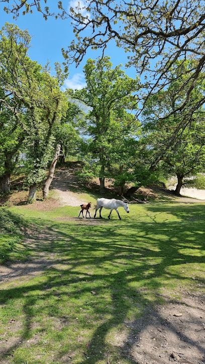 National Trust - New Forest Northern Commons