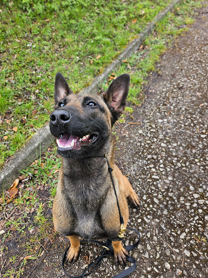 profile picture of One to One Dog Training School profile picture