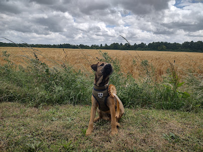 profile picture of Newbury Lodge Kennels and Dog Training Centre profile picture