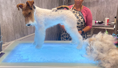 Strip & Style Dog Grooming By Claire