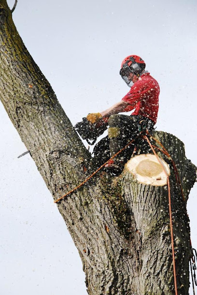 Arbor Ash Tree & Garden Specialist