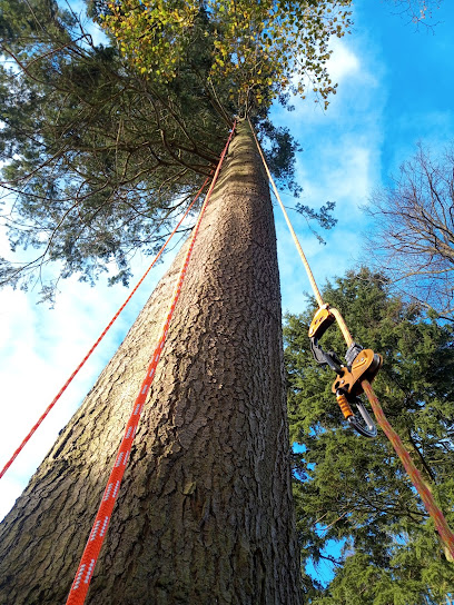 MTR Tree Services