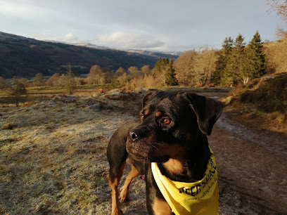 profile picture of Dog Training with Amy - Perth, Scotland profile picture