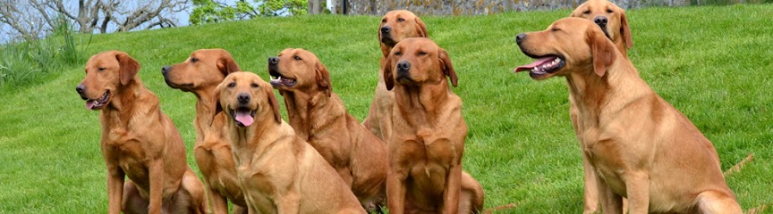 Mordor Gundogs