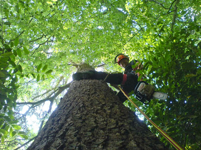 profile picture of Mark Worboys Tree Surgery profile picture