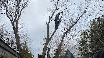 profile picture of Advanced Tree Surgeon Preston profile picture