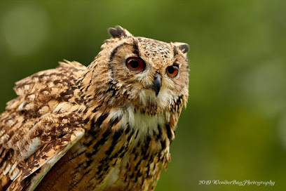 profile picture of Owl & Bird Of Prey Sanctuary profile picture