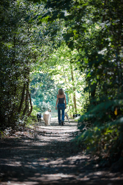 Dog Walking Wokingham