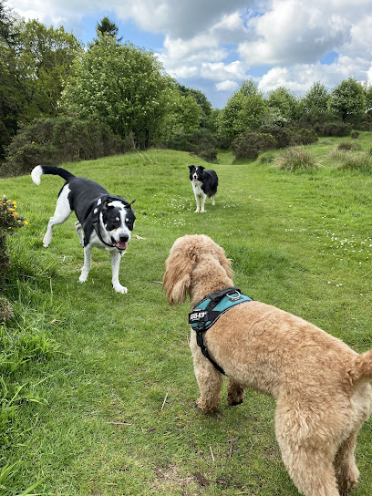 profile picture of Dougal's Dog Walks profile picture