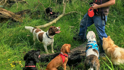 profile picture of Pollok Pooches Dog Walking profile picture