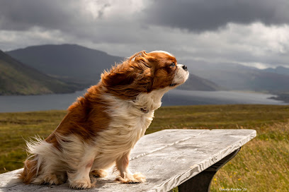 profile picture of Animal Behaviour Clinic & Take the Lead Dog School