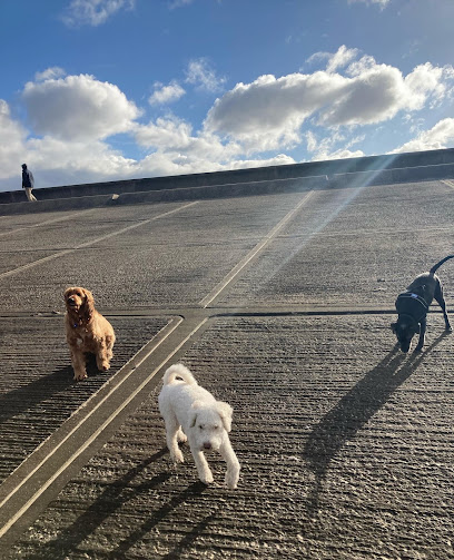 profile picture of The Wirral Dog Walker profile picture