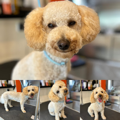 profile picture of Pawgeous-Dog Grooming By Heather profile picture