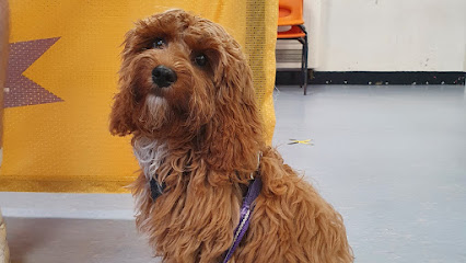 profile picture of Dogs Trust Dog School Manchester West profile picture