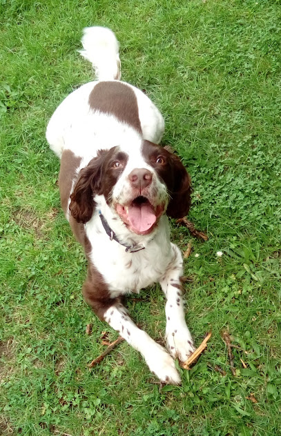 profile picture of Walkies With Jane profile picture