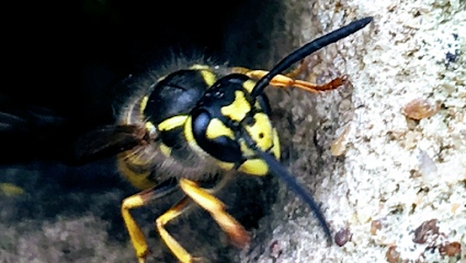 Kent Wasp Removal - Pest Control Service (Wasp & Hornets)