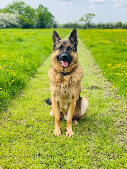 profile picture of BA Canine Training & Services profile picture