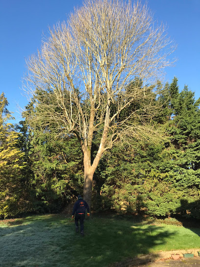 CAREYS TREE CARE AND LANDSCAPES