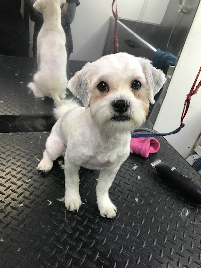 profile picture of Woofingtons Mobile Dog Grooming