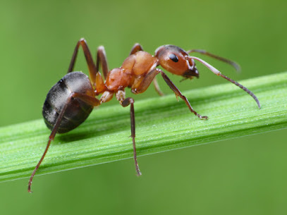 Prokill Pest Control in Southend-on-Sea