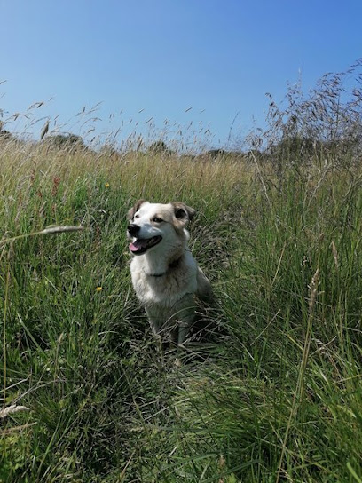 profile picture of Walk in the Woods - Dog Walkers profile picture