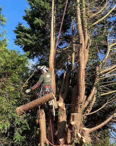 profile picture of XL Tree Specialists Ltd profile picture