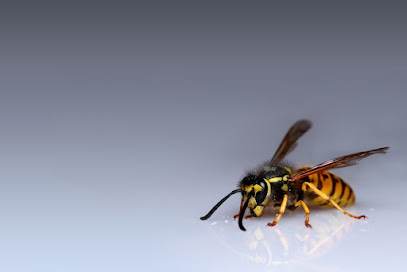 profile picture of Wasp Nest Removal Hertfordshire profile picture