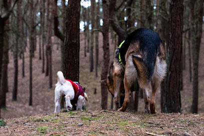 profile picture of Positive Steps Dog Training profile picture