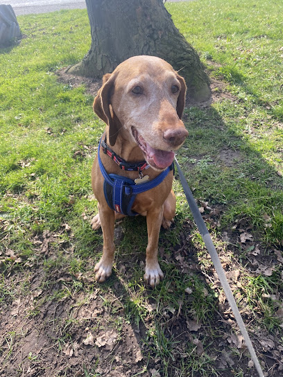 profile picture of DOG BUDDY dog walking and home visits stafford profile picture