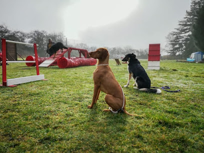 profile picture of Paw In Hand Dog Training School and Home Boarding Service profile picture