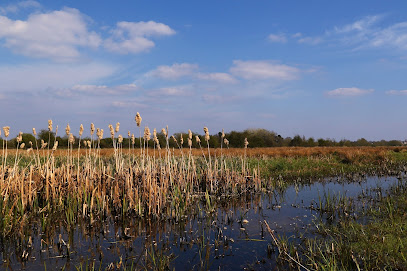Doxey Marshes