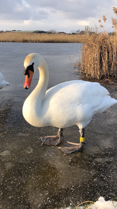 profile picture of Bowesfield Marsh profile picture