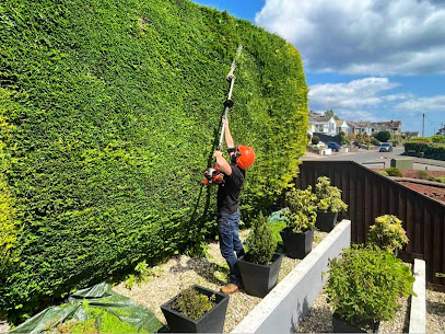 profile picture of C L Tree Care - arborist - tree surgeon profile picture