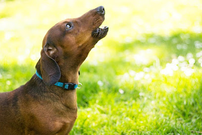 profile picture of Manchester Dog School