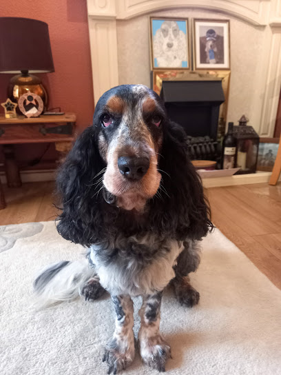 profile picture of Allsorts Dog Grooming