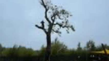 profile picture of SNL Tree Surgeons - Tree Hedge Firewood Specialists Central Scotland profile picture