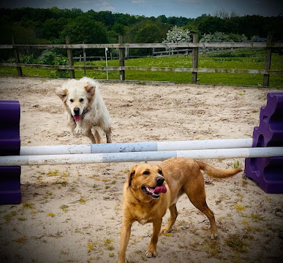 profile picture of Haigh Hounds Puppy and Dog Training profile picture