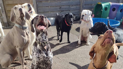 profile picture of In the Playhouse, Doggie Daycare profile picture