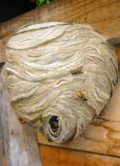 Wirral Wasp Nests